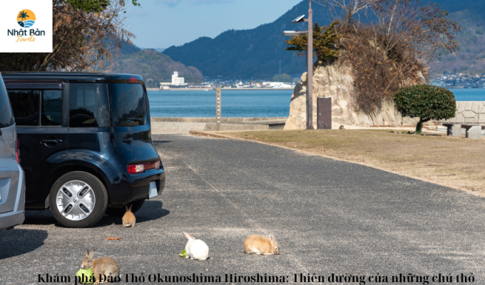 Khám phá Đảo Thỏ Okunoshima Hiroshima: Thiên đường của những chú thỏ